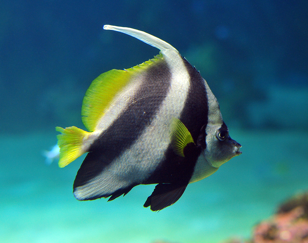 Black & White Butterflyfish - Australian Fish - Ark.net.au