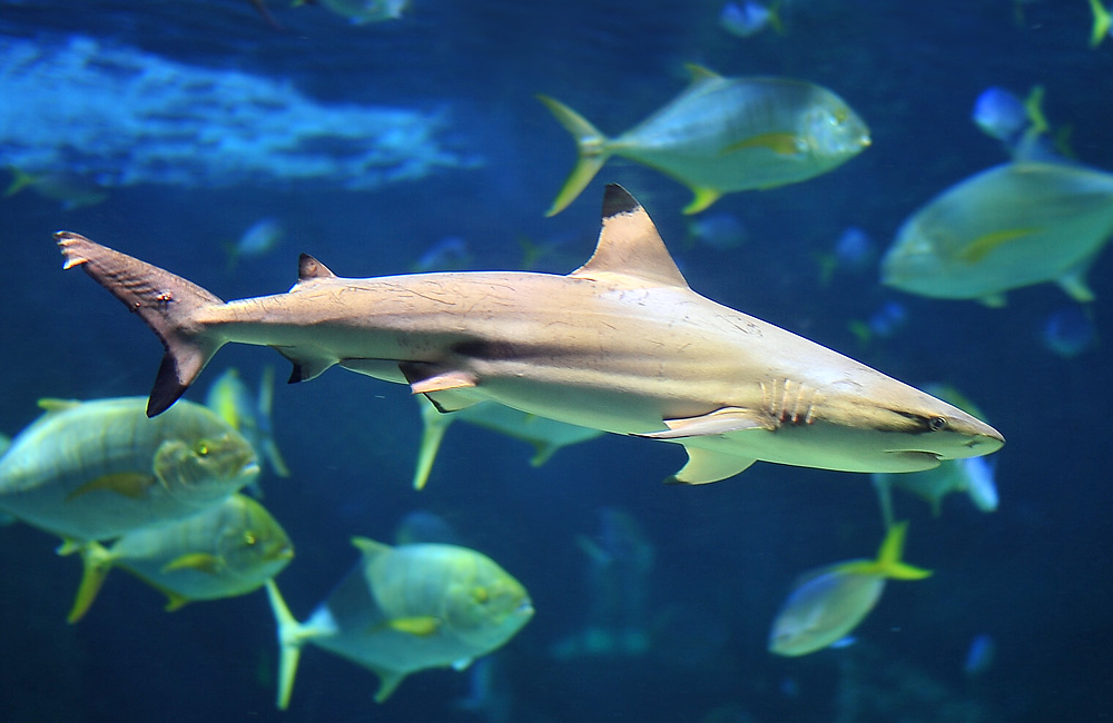 Blacktip Reef Shark - Australian Fish - Ark.net.au