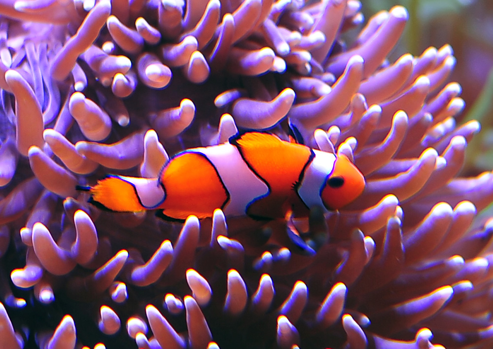 Ocellaris Clownfish - Australian Fish - Ark.net.au