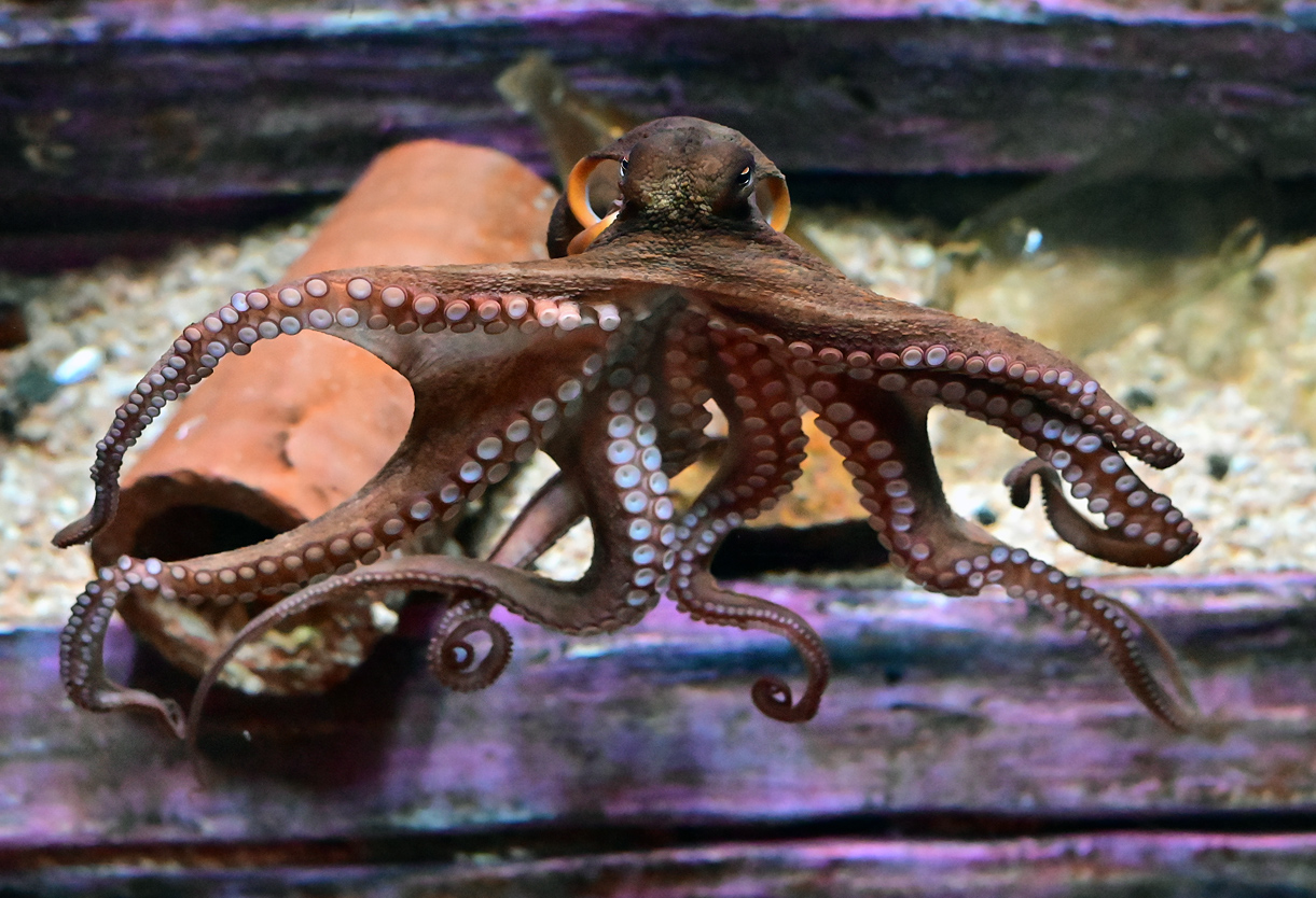 Common Sydney Octopus - Australian Fish - Ark.net.au