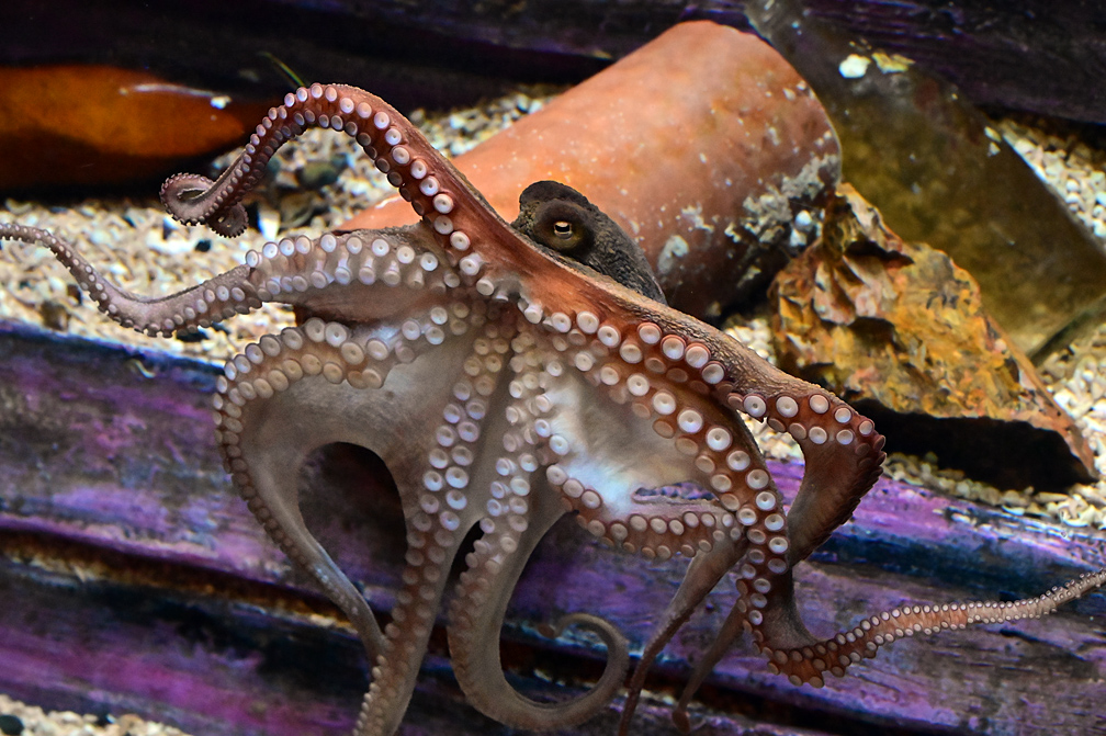Common Sydney Octopus - Octopus tetricus