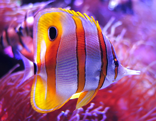 Copperband Butterflyfish - Ark.net.au