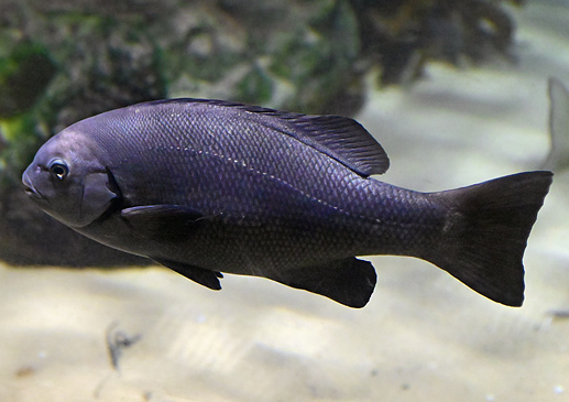 Eastern Rock Blackfish - Ark.net.au