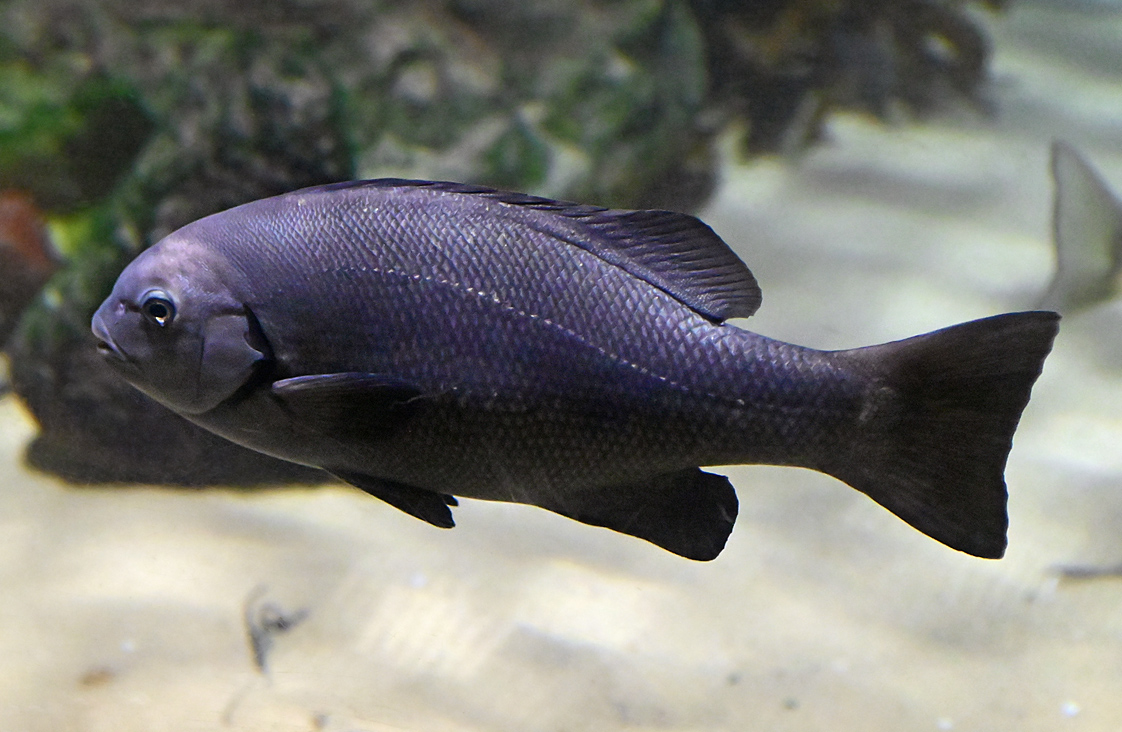 Eastern Rock Blackfish - Girella elevata