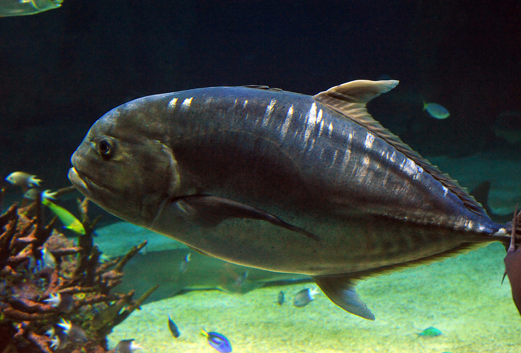 Giant Trevally - Australian Fish - Ark.net.au