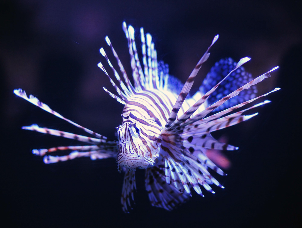 Lionfish - Pterois volitans/miles
