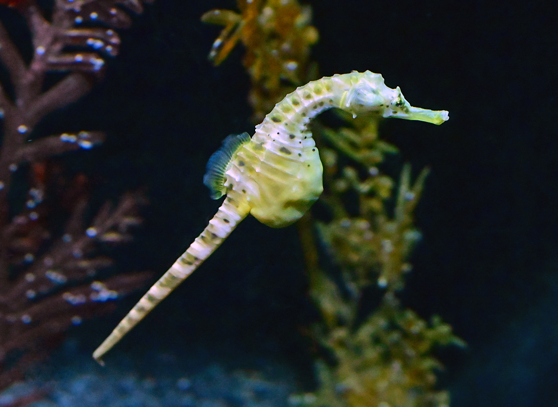 Pot-bellied Seahorse - Hippocampus abdominalis