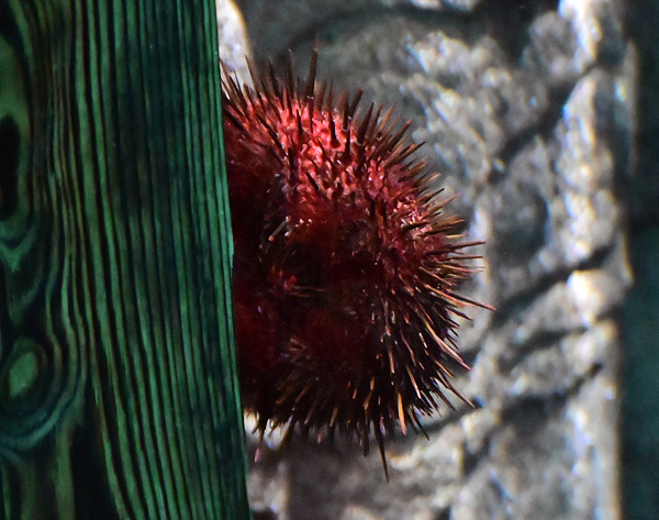 Red Sea Urchin - Ark.net.au
