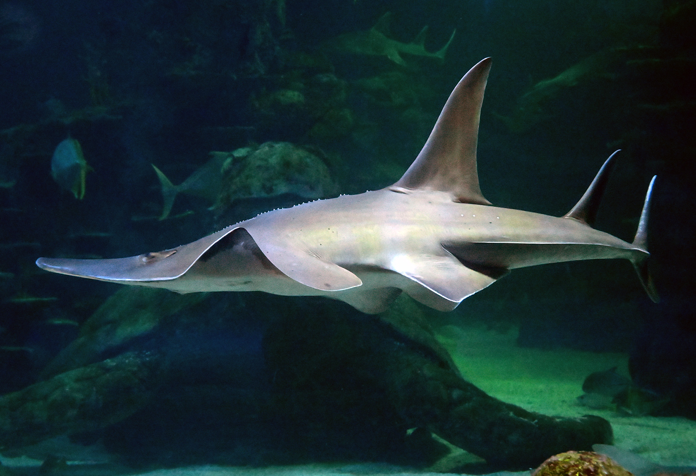 Shark Ray - Rhina ancylostoma