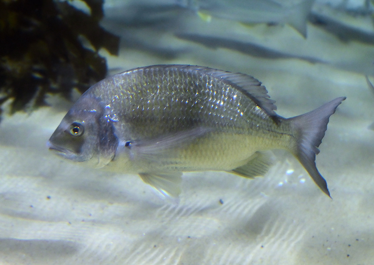 Silver Bream - Australian Fish - Ark.net.au