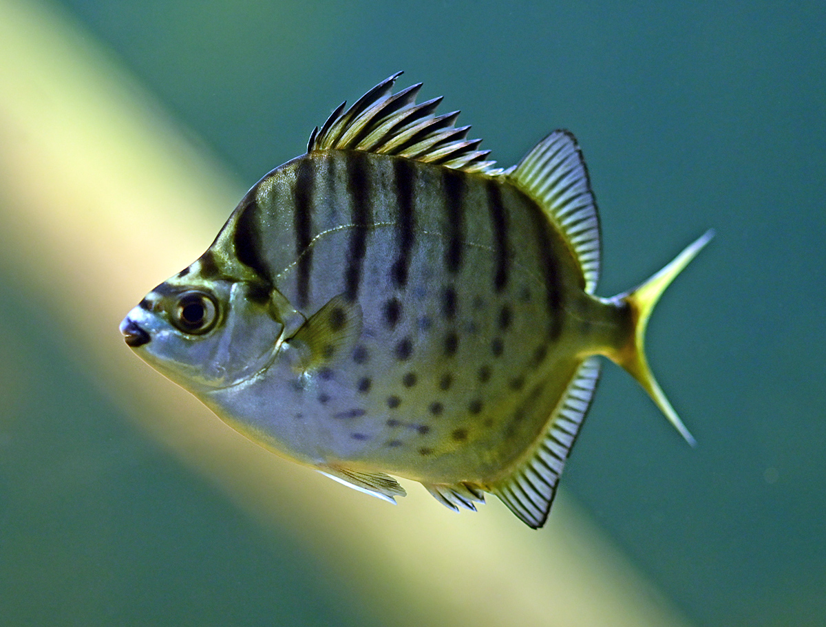 Silver Scat - Australian Fish - Ark.net.au