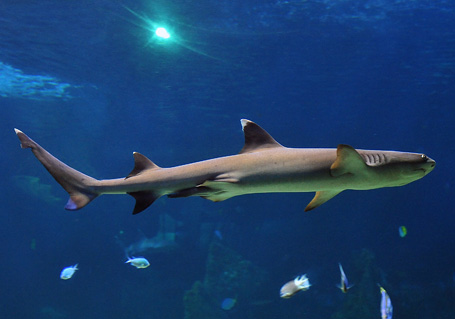 Whitetip Reef Shark - Ark.net.au
