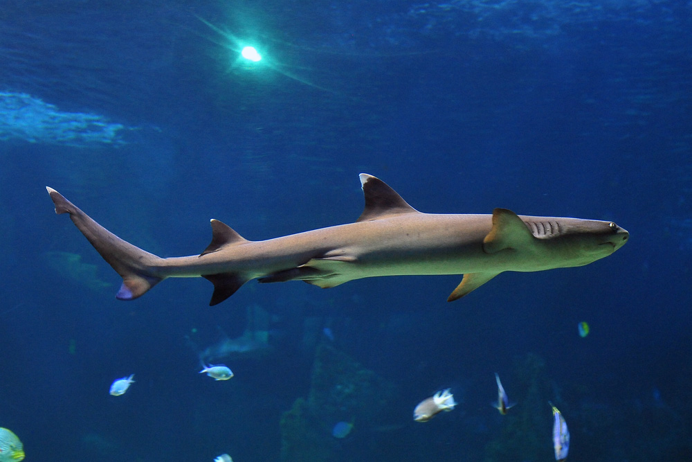 Whitetip Reef Shark - Australian Fish - Ark.net.au