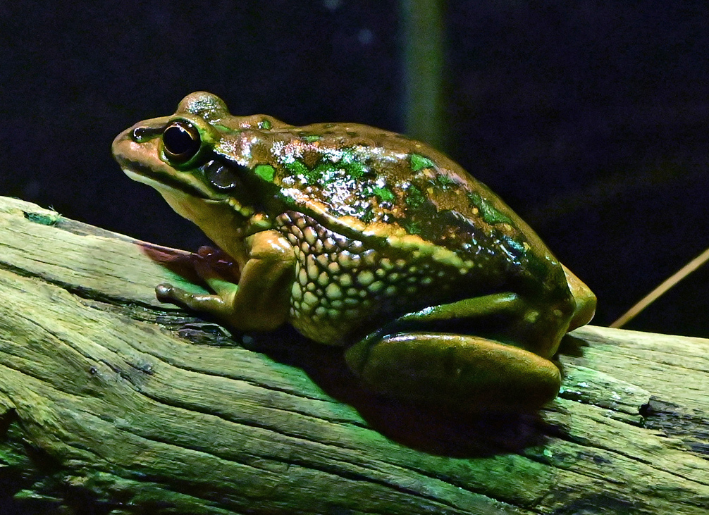 Green and Golden Bell Frog - Australian Frogs - Ark.net.au