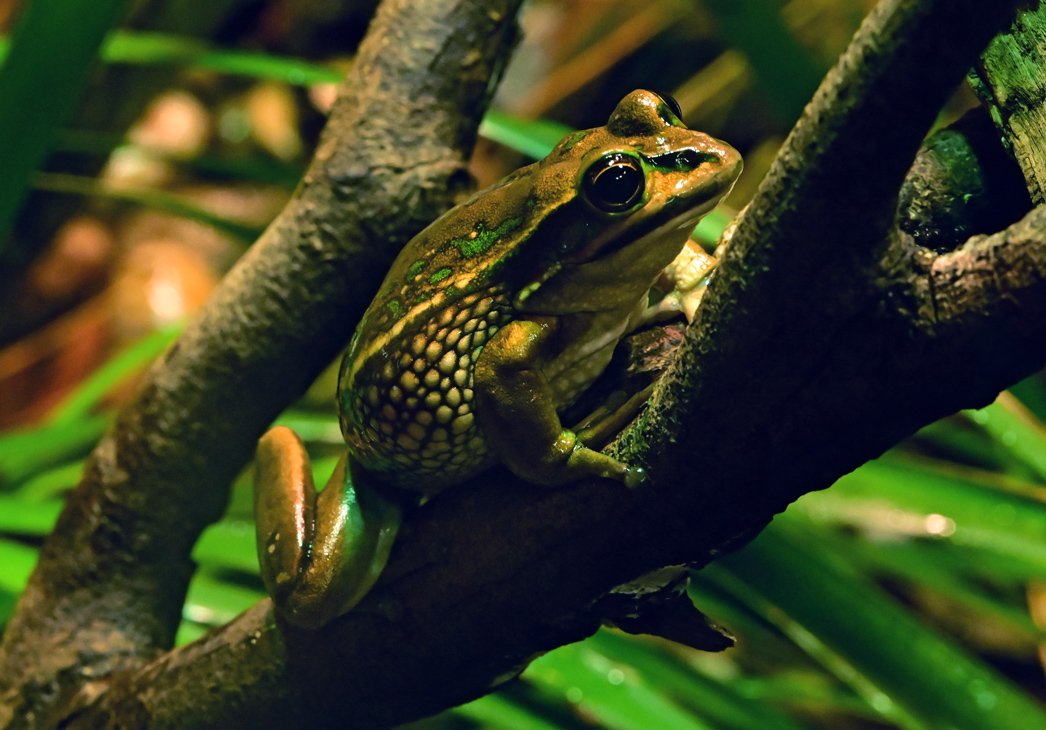 Green and Golden Bell Frog - Litoria aurea