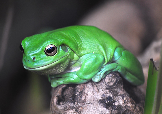 Green Tree Frog - Ark.net.au