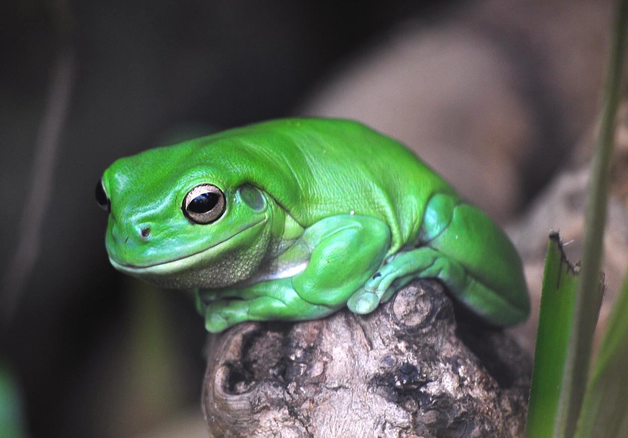 Green Tree Frog - Australian Frogs - Ark.net.au