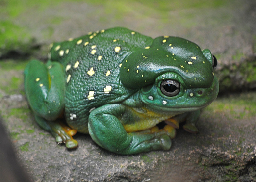 Magnificent Tree Frog - Ark.net.au