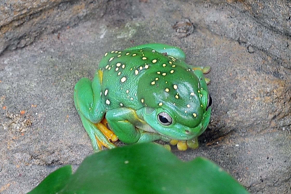 Magnificent Tree Frog - Litoria splendida