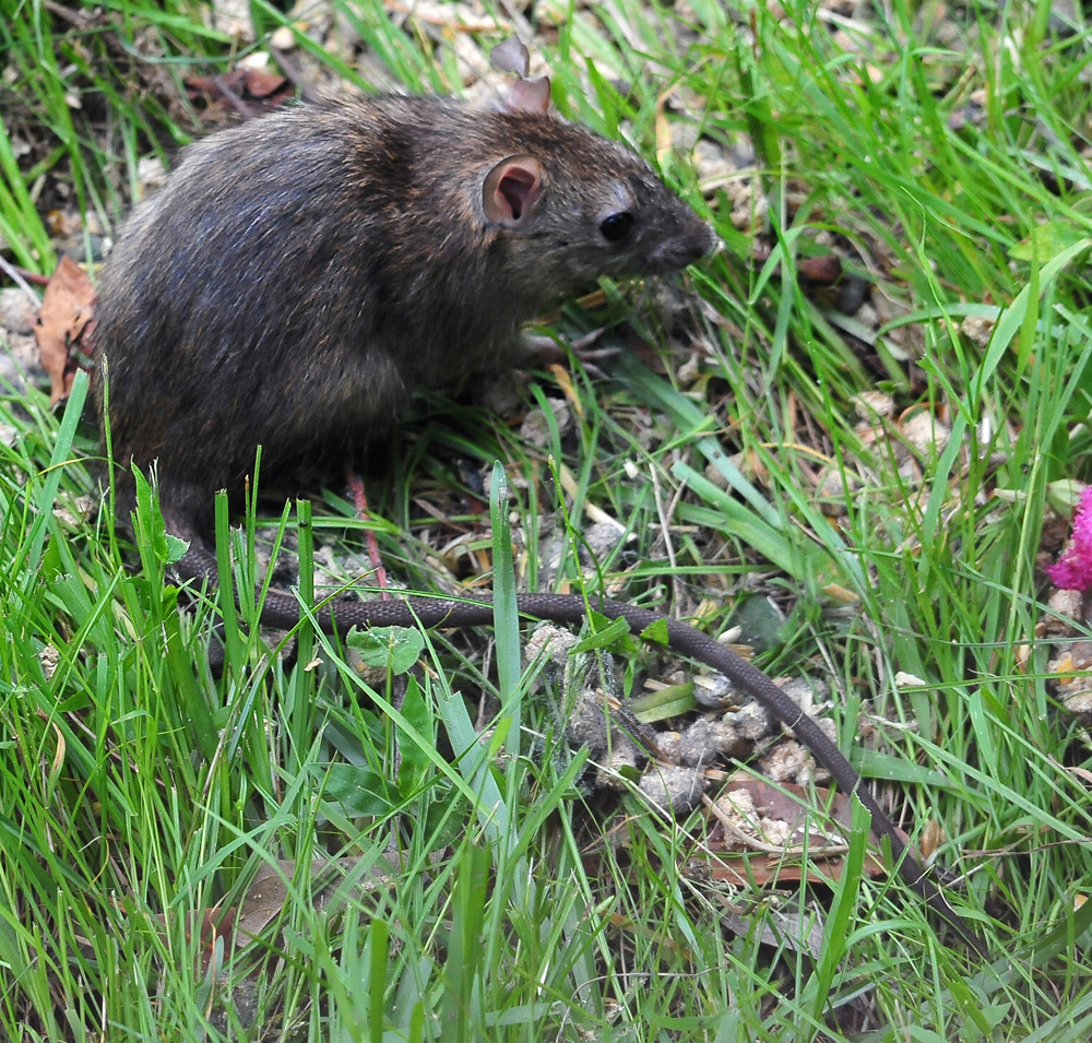 Black Rat - Australian Mammals - Ark.net.au