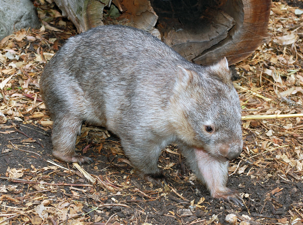 Common Wombat - Australian Mammals - Ark.net.au