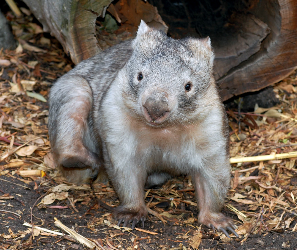 Common Wombat - Vombatus ursinus