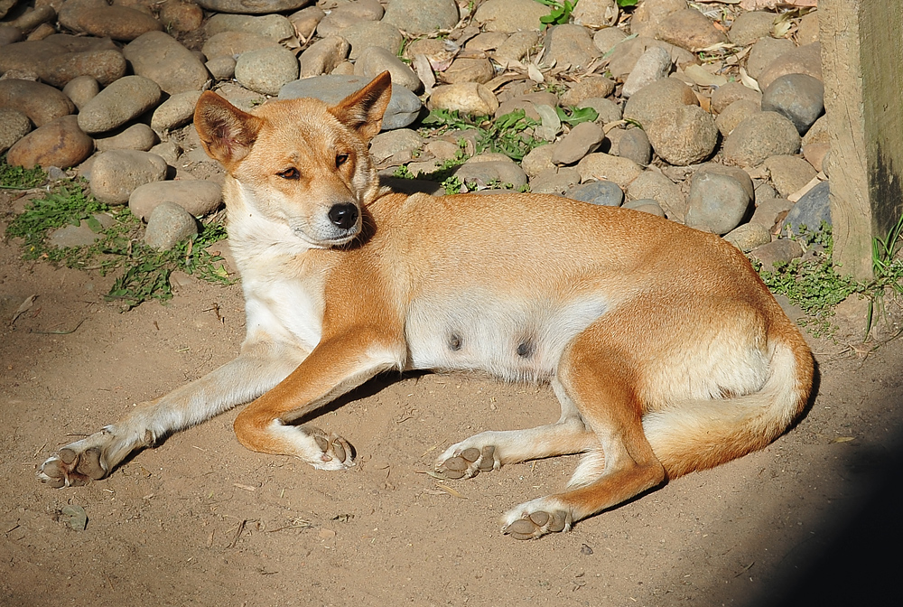 Dingo - Canis lupus dingo