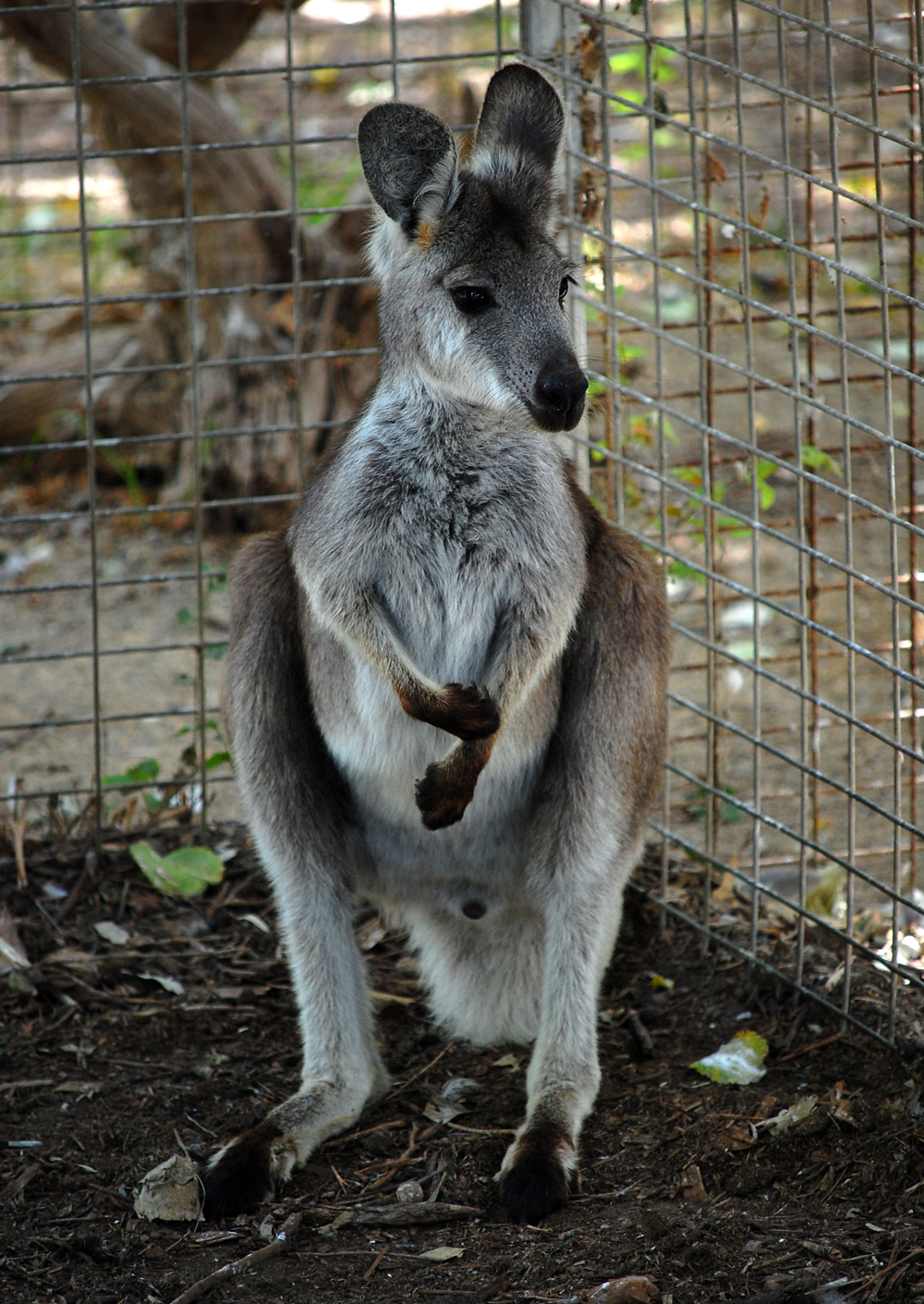 Eastern Wallaroo - Australian Mammals - Ark.net.au