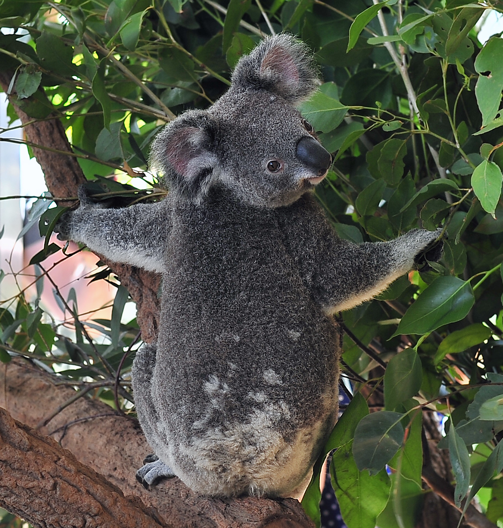 Koala - Australian Mammals - Ark.net.au