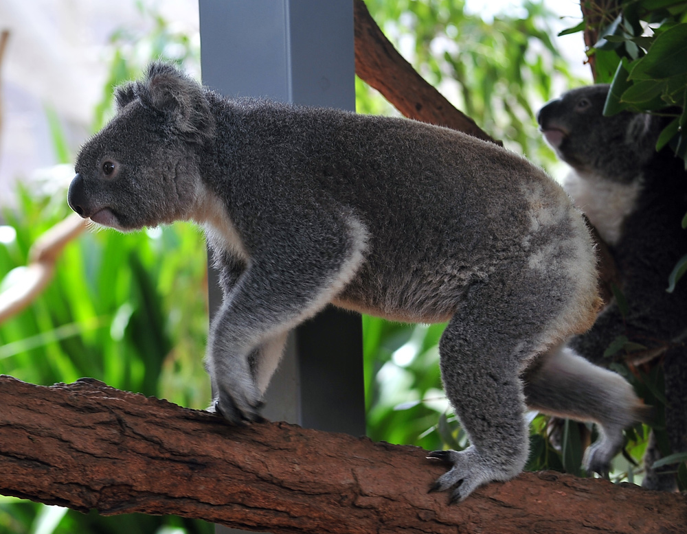 Koala - Phascolarctos cinereus