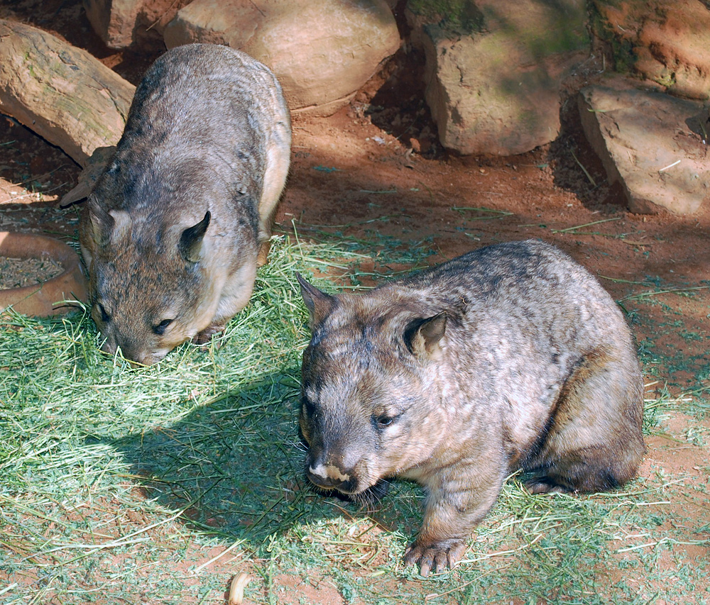 Southern Hairy-nosed Wombat - Australian Mammals - Ark.net.au