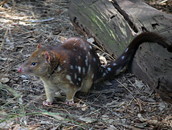 Tiger Quoll (Spot-tailed Quoll) - Ark.net.au