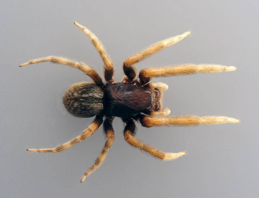 Black House Spider - Australian Spiders - Ark.net.au