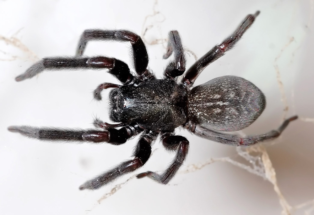 Black House Spider - Badumna insignis