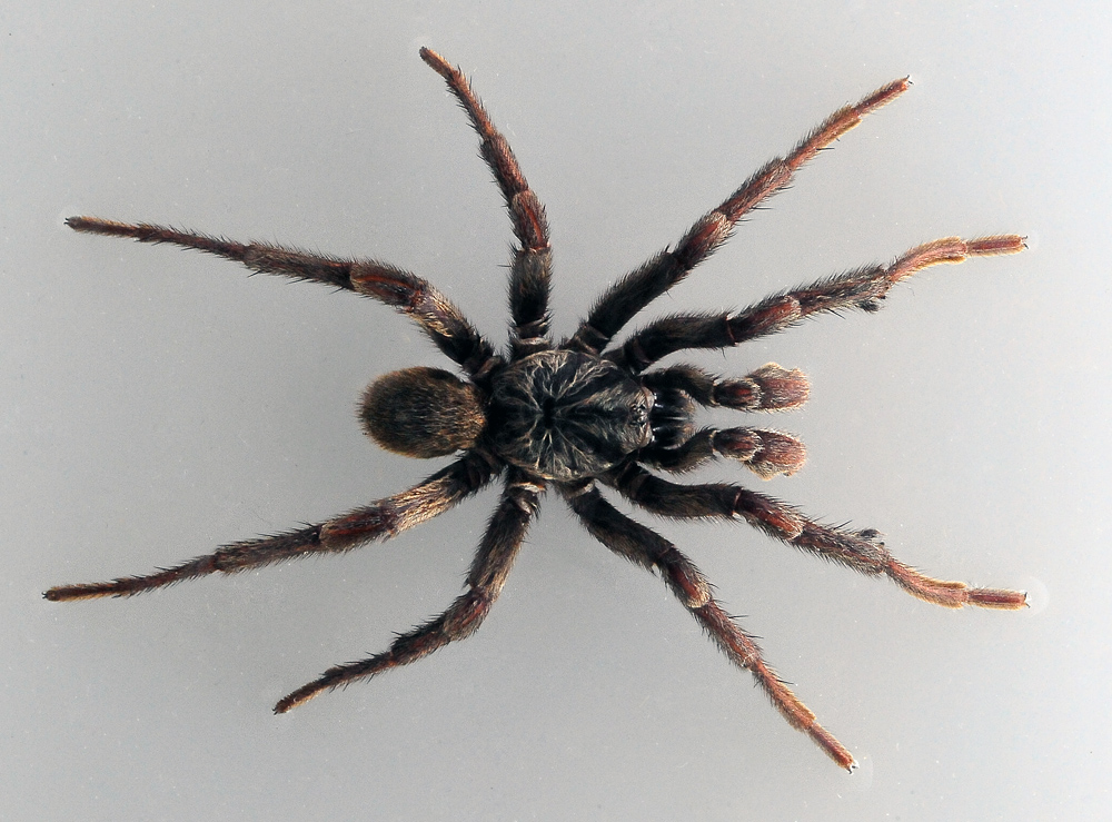 Brown Trapdoor Spider - Australian Spiders - Ark.net.au