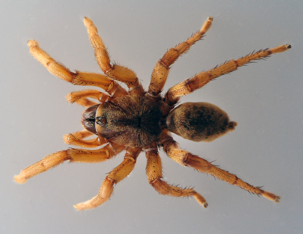Brush-Footed Trapdoor Spider - Australian Spiders - Ark.net.au