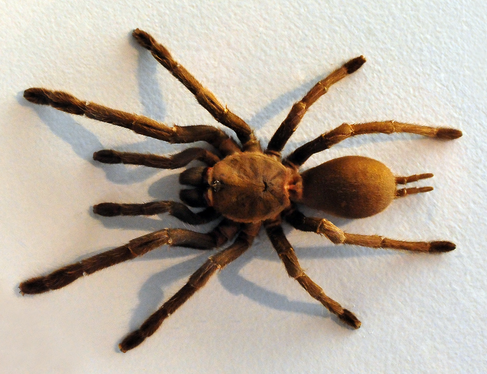 Eastern Tarantula - Australian Spiders - Ark.net.au