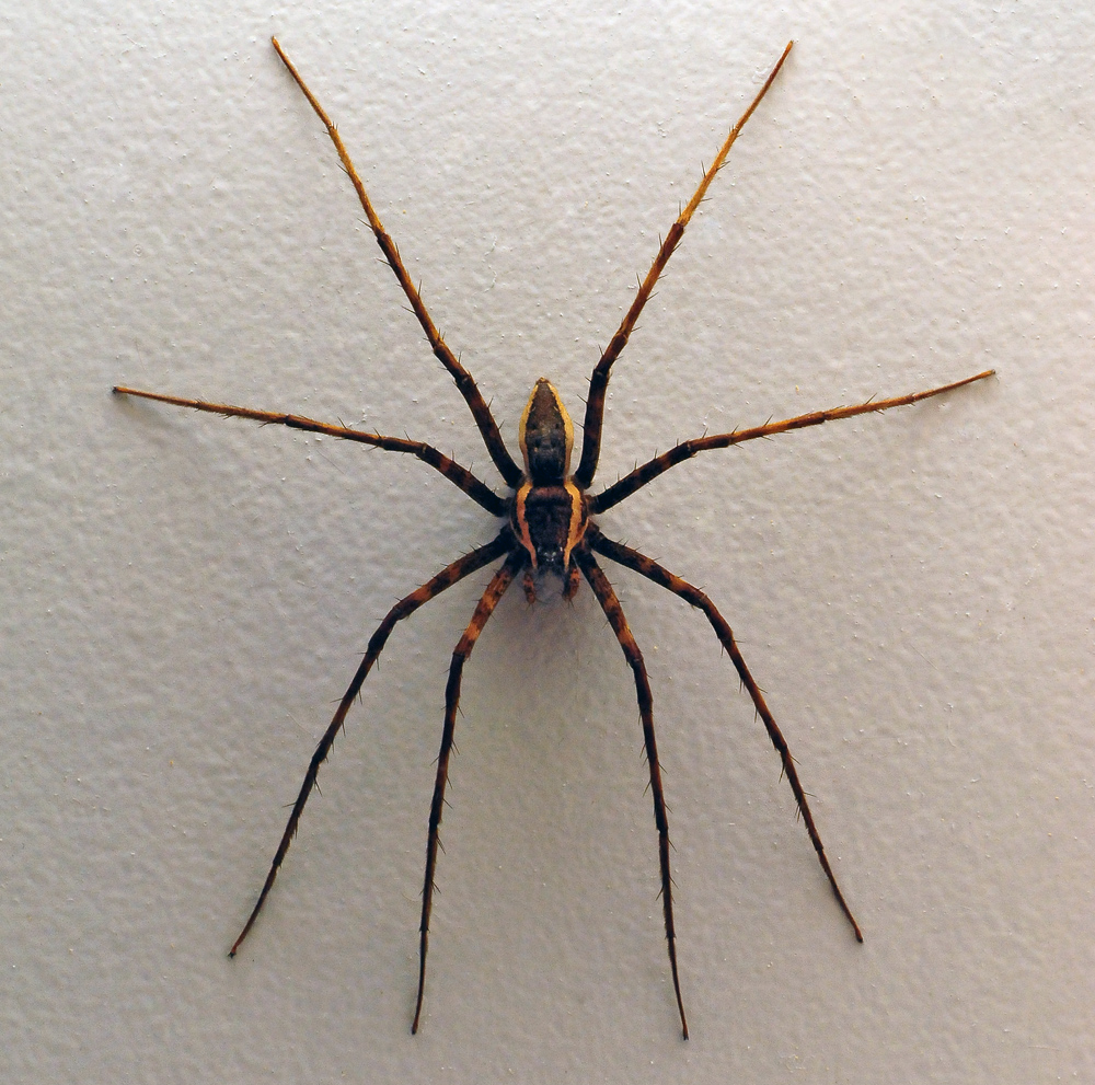 Giant Water Spider - Australian Spiders - Ark.net.au
