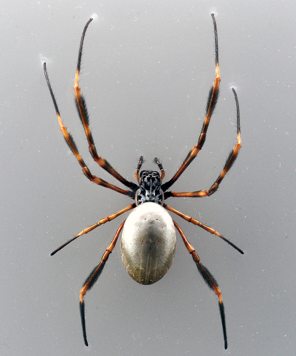 Eastern Golden Orb-Weaving Spider - Australian Spiders - Ark.net.au