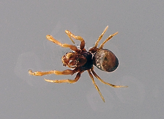 Ground Orb-Weaving Spider - Anapid Family, genus and species unknown