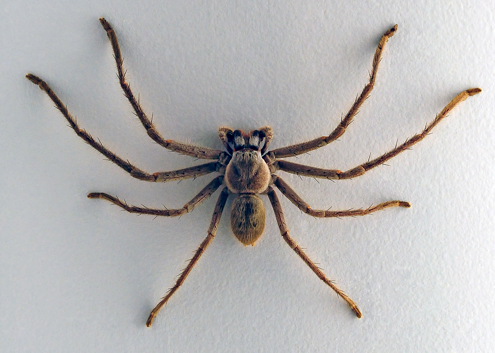 Huntsman Spider - Australian Spiders - Ark.net.au