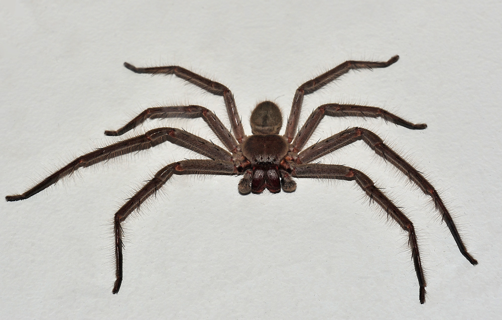 Huntsman Spider - Isopeda sp.