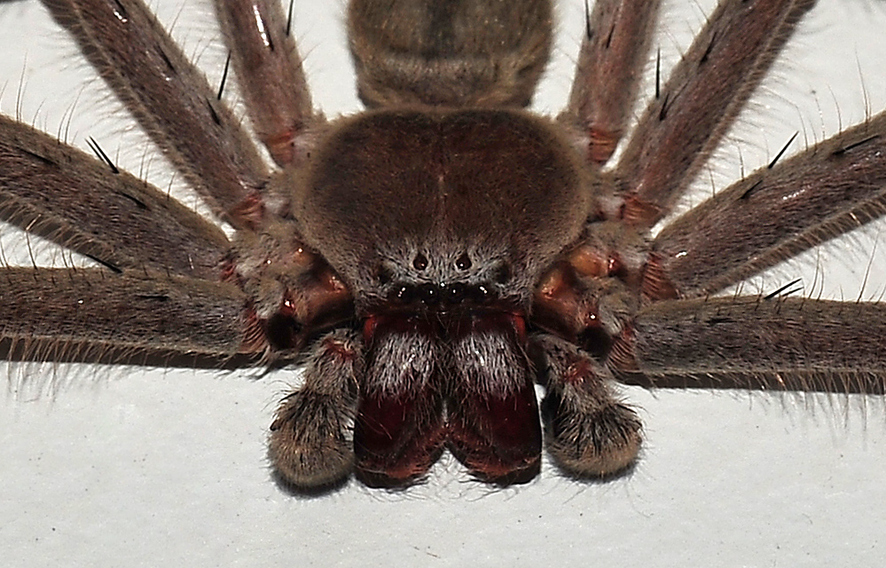 Huntsman Spider - Isopeda sp.