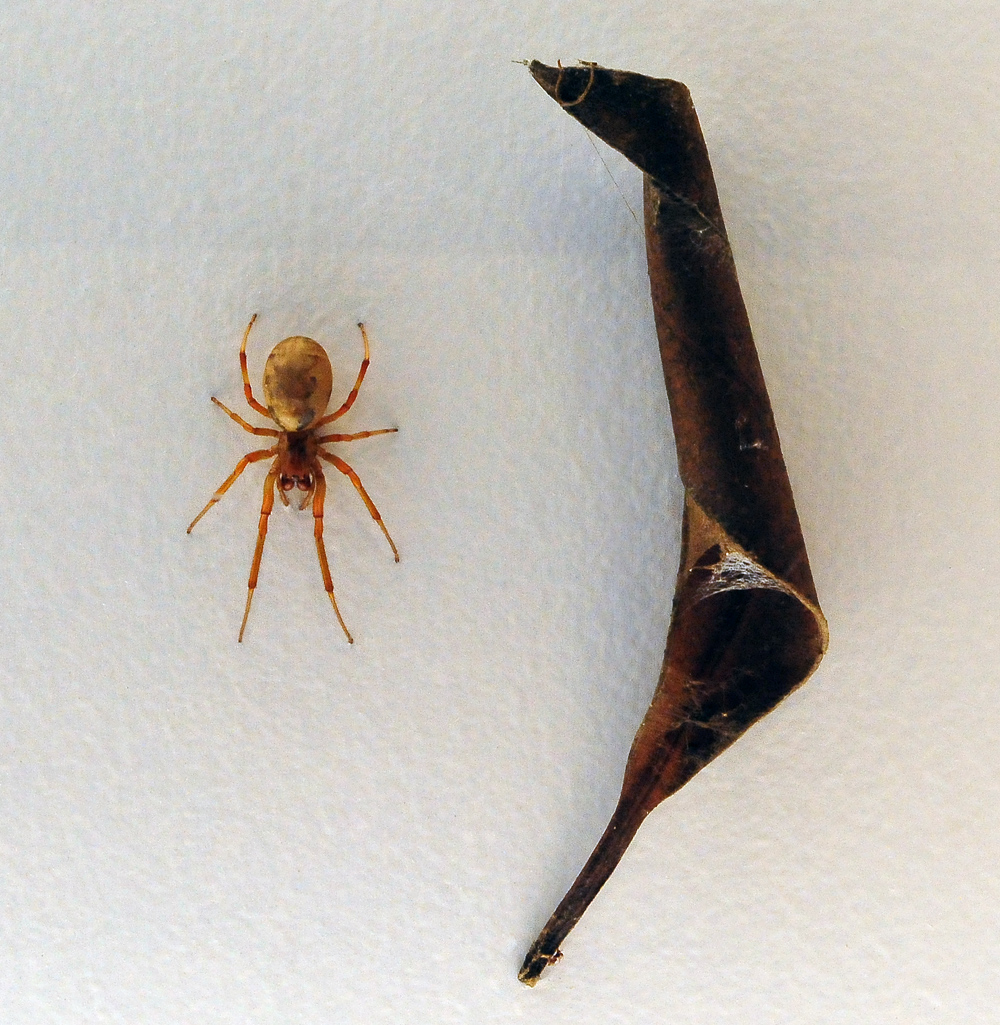 Leaf-Curling Spider - Phonognatha graeffei