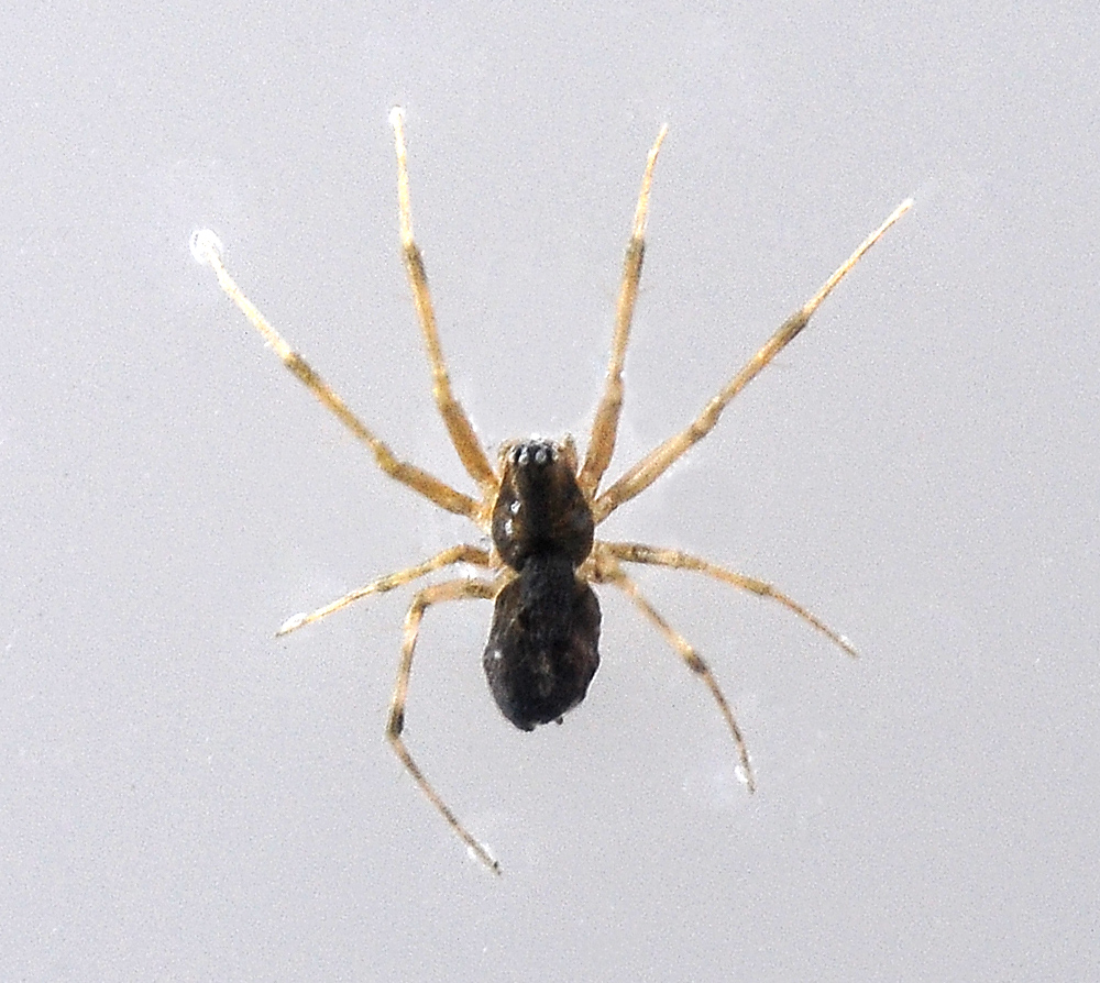 Money Spider - Australian Spiders - Ark.net.au