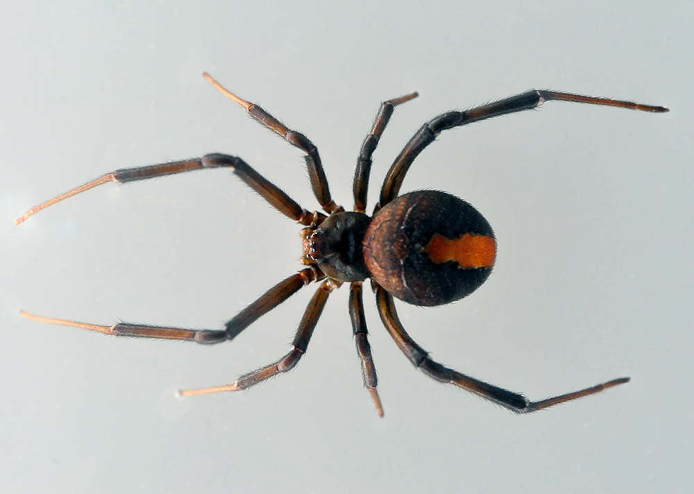 Redback Spider - Australian Spiders - Ark.net.au