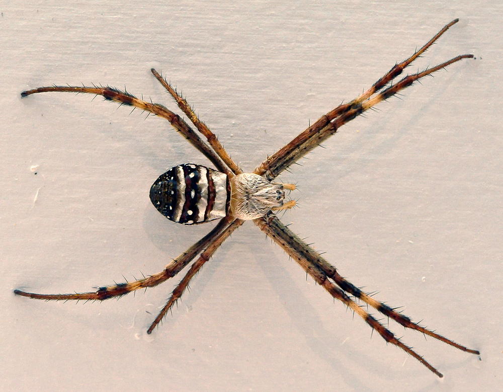 St Andrew's Cross Spider - Australian Spiders - Ark.net.au