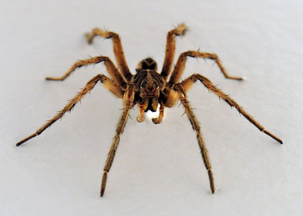 Wolf Spider - Allocosa obscuroides